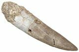 Fossil Plesiosaur (Zarafasaura) Tooth - Morocco #298277-1